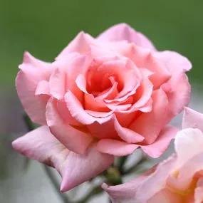 Compassion Climbing Roses (Rosa Compassion) 1